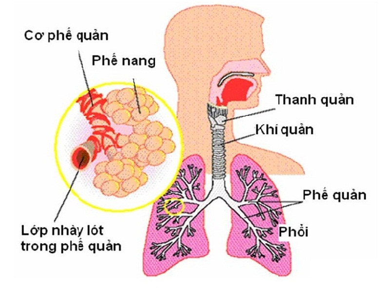 cấu tạo của phổi