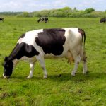 Bò sữa Hà Lan: Giới thiệu giống bò cung cấp sữa số 1 thế giới