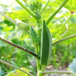 Cây đậu bắp và cách trồng đậu bắp đơn giản ngay tại nhà