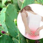 4 cách chữa đau lưng bằng cây xương rồng nhanh và rẻ