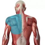 Đau cơ lưng là gì? Nguyên nhân và cách giảm đau