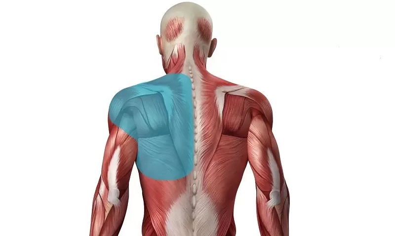 Đau cơ lưng